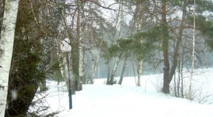 Подмосковные лесные питомники подготавливают к зимнему периоду