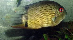 Интернет-магазин аквариумов Золотая рыбка фотография 2