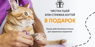 Ветеринарная служба ВетСкорая24 на улице Побратимов фотография 6